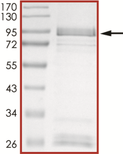 EGFR (D746-750 G724S), Active